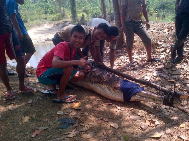 Penangkapan buaya di Rimbo Bujang
